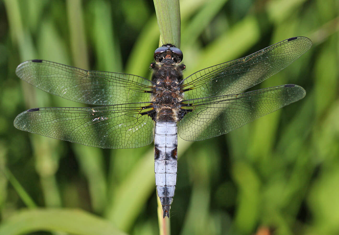 Male Scarce Chaser by Val Perrin